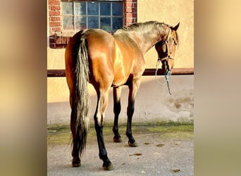 PRE Mestizo, Caballo castrado, 4 años, 158 cm, Castaño