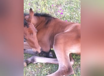 PRE Mestizo, Caballo castrado, 4 años, 158 cm, Castaño