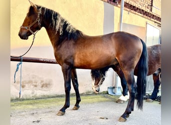 PRE Mestizo, Caballo castrado, 4 años, 158 cm, Castaño