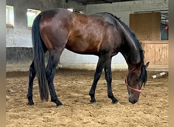 PRE Mestizo, Caballo castrado, 4 años, 158 cm, Castaño