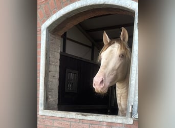 PRE Mestizo, Caballo castrado, 4 años, 158 cm, Cremello