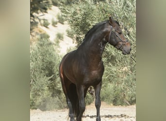 PRE Mestizo, Caballo castrado, 4 años, 158 cm, Morcillo