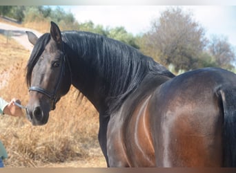 PRE Mestizo, Caballo castrado, 4 años, 158 cm, Morcillo