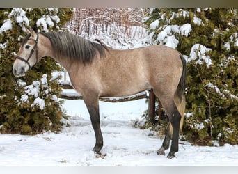 PRE Mestizo, Caballo castrado, 4 años, 158 cm, Musgo marrón