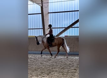 PRE Mestizo, Caballo castrado, 4 años, 158 cm, Palomino