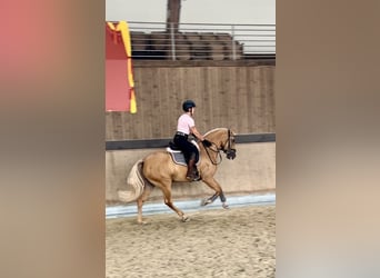 PRE Mestizo, Caballo castrado, 4 años, 158 cm, Palomino