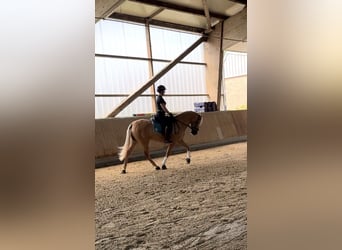 PRE Mestizo, Caballo castrado, 4 años, 158 cm, Palomino