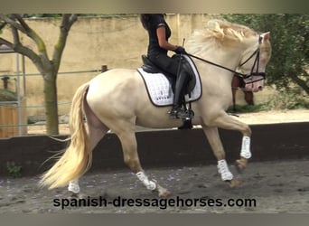 PRE Mestizo, Caballo castrado, 4 años, 158 cm, Perlino