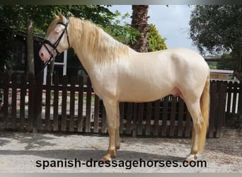 PRE, Caballo castrado, 4 años, 158 cm, Perlino