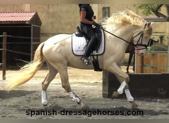 PRE Mestizo, Caballo castrado, 4 años, 158 cm, Perlino