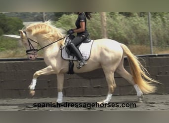 PRE, Caballo castrado, 4 años, 158 cm, Perlino