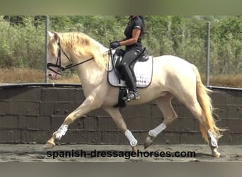 PRE Mestizo, Caballo castrado, 4 años, 158 cm, Perlino