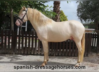 PRE Mestizo, Caballo castrado, 4 años, 158 cm, Perlino