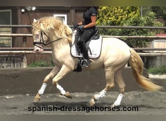 PRE, Caballo castrado, 4 años, 158 cm, Perlino