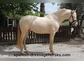 PRE Mestizo, Caballo castrado, 4 años, 158 cm, Perlino