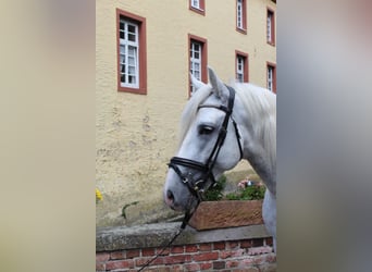 PRE Mestizo, Caballo castrado, 4 años, 158 cm, Tordo