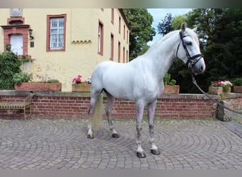 PRE Mestizo, Caballo castrado, 4 años, 158 cm, Tordo