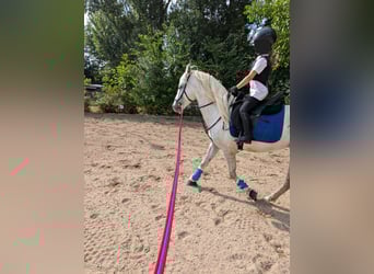 PRE Mestizo, Caballo castrado, 4 años, 158 cm, Tordo