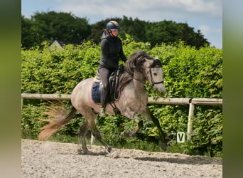 PRE Mestizo, Caballo castrado, 4 años, 158 cm, Tordo