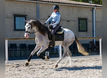 PRE Mestizo, Caballo castrado, 4 años, 158 cm, Tordo