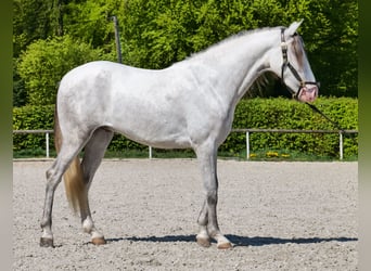 PRE Mestizo, Caballo castrado, 4 años, 158 cm, Tordo