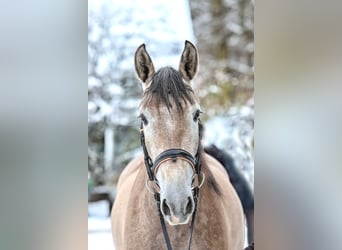 PRE Mestizo, Caballo castrado, 4 años, 158 cm, Tordo ruano