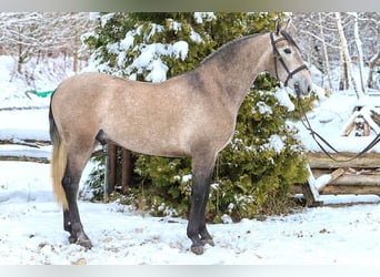 PRE Mestizo, Caballo castrado, 4 años, 158 cm, Tordo ruano