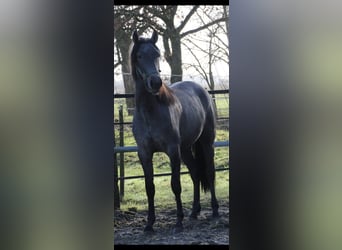 PRE Mestizo, Caballo castrado, 4 años, 158 cm