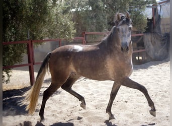 PRE, Caballo castrado, 4 años, 159 cm, Tordo