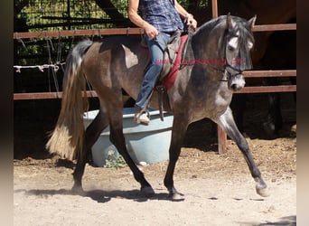 PRE, Caballo castrado, 4 años, 159 cm, Tordo