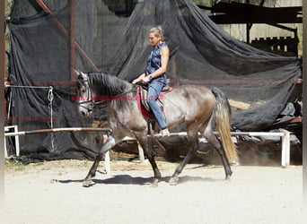 PRE, Caballo castrado, 4 años, 159 cm, Tordo