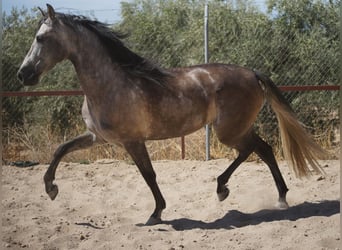 PRE, Caballo castrado, 4 años, 159 cm, Tordo