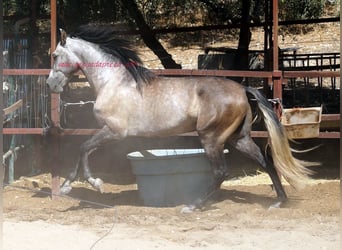 PRE, Caballo castrado, 4 años, 159 cm, Tordo