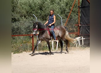 PRE, Caballo castrado, 4 años, 159 cm, Tordo