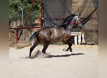 PRE, Caballo castrado, 4 años, 159 cm, Tordo