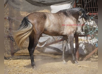 PRE, Caballo castrado, 4 años, 159 cm, Tordo