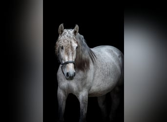 PRE Mestizo, Caballo castrado, 4 años, 159 cm, Tordo