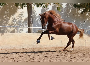 PRE, Caballo castrado, 4 años, 160 cm, Alazán