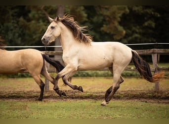 PRE, Caballo castrado, 4 años, 160 cm, Bayo