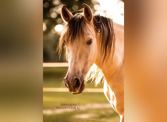 PRE Mestizo, Caballo castrado, 4 años, 160 cm, Bayo