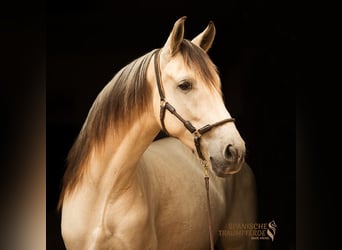 PRE Mestizo, Caballo castrado, 4 años, 160 cm, Bayo