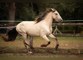 PRE, Caballo castrado, 4 años, 160 cm, Bayo
