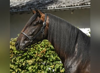 PRE, Caballo castrado, 4 años, 160 cm, Castaño oscuro