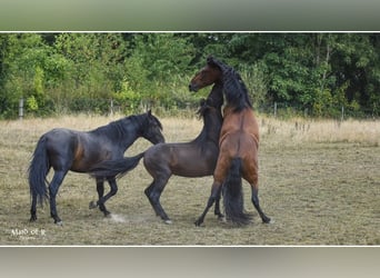 PRE, Caballo castrado, 4 años, 160 cm, Castaño oscuro