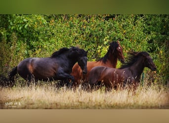 PRE, Caballo castrado, 4 años, 160 cm, Castaño oscuro