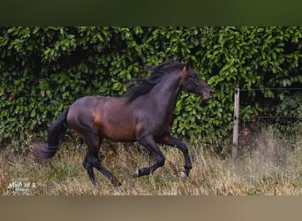 PRE, Caballo castrado, 4 años, 160 cm, Castaño oscuro