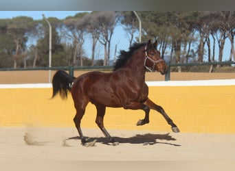 PRE Mestizo, Caballo castrado, 4 años, 160 cm, Castaño rojizo