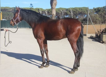 PRE Mestizo, Caballo castrado, 4 años, 160 cm, Castaño rojizo