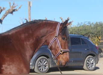 PRE Mestizo, Caballo castrado, 4 años, 160 cm, Castaño rojizo