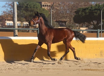 PRE Mestizo, Caballo castrado, 4 años, 160 cm, Castaño rojizo